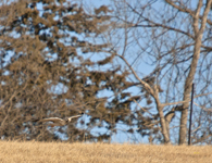 Northern Harrier 6283